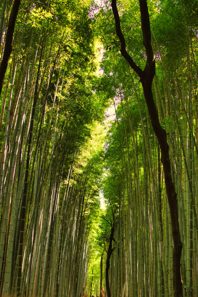 Foresta di Bamboo ad Arashiyama